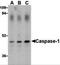 ICE antibody, 3463, ProSci Inc, Western Blot image 
