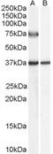 ACOX2 antibody, LS-C54439, Lifespan Biosciences, Western Blot image 