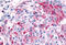 MAS Related GPR Family Member X4 antibody, MBS242712, MyBioSource, Immunohistochemistry frozen image 