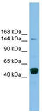 PR domain zinc finger protein 10 antibody, TA345282, Origene, Western Blot image 