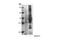 PDK1 Substrate motif [XX] phosphate antibody, 9634S, Cell Signaling Technology, Western Blot image 