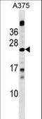 Methyl-CpG Binding Domain Protein 3 Like 1 antibody, LS-C158105, Lifespan Biosciences, Western Blot image 