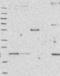 Rho GTPase Activating Protein 27 antibody, NBP1-91223, Novus Biologicals, Western Blot image 
