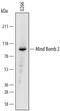 Mindbomb E3 Ubiquitin Protein Ligase 2 antibody, MAB72891, R&D Systems, Western Blot image 