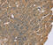 Zinc Finger MIZ-Type Containing 1 antibody, MBS2522598, MyBioSource, Immunohistochemistry frozen image 