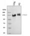 Integrin Subunit Alpha 3 antibody, A02902-1, Boster Biological Technology, Western Blot image 