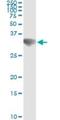 Goosecoid Homeobox antibody, H00145258-M01, Novus Biologicals, Immunoprecipitation image 