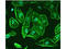 Protein RoBo-1 antibody, A01530-1, Boster Biological Technology, Immunocytochemistry image 