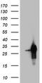 Paired Related Homeobox 1 antibody, TA803014AM, Origene, Western Blot image 