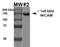 Neuronal Cell Adhesion Molecule antibody, NBP2-42191, Novus Biologicals, Western Blot image 