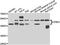 Interferon Related Developmental Regulator 1 antibody, LS-C349138, Lifespan Biosciences, Western Blot image 