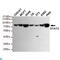 STAT3 antibody, LS-C814128, Lifespan Biosciences, Western Blot image 