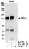 Phospholipase C Like 2 antibody, A304-642A, Bethyl Labs, Immunoprecipitation image 