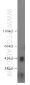 Ubiquitin carboxyl-terminal hydrolase 12 antibody, 12608-1-AP, Proteintech Group, Western Blot image 