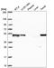 GA Binding Protein Transcription Factor Subunit Beta 1 antibody, HPA067444, Atlas Antibodies, Western Blot image 