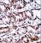 Protein Phosphatase With EF-Hand Domain 2 antibody, LS-C163897, Lifespan Biosciences, Immunohistochemistry frozen image 
