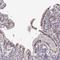 Kruppel Like Factor 6 antibody, HPA069585, Atlas Antibodies, Immunohistochemistry frozen image 