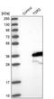 Pre-rRNA-processing protein TSR2 homolog antibody, PA5-56491, Invitrogen Antibodies, Western Blot image 