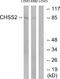 Chondroitin Polymerizing Factor antibody, A30610, Boster Biological Technology, Western Blot image 