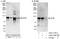 Activating Transcription Factor 6 antibody, A303-719A, Bethyl Labs, Immunoprecipitation image 