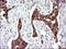 ER Membrane Protein Complex Subunit 8 antibody, NBP2-46343, Novus Biologicals, Immunohistochemistry paraffin image 