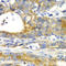 Golgi reassembly-stacking protein 1 antibody, LS-C334826, Lifespan Biosciences, Immunohistochemistry frozen image 
