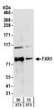 Fragile X mental retardation syndrome-related protein 1 antibody, A303-892A, Bethyl Labs, Western Blot image 