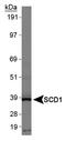 Stearoyl-CoA Desaturase antibody, NBP1-26393, Novus Biologicals, Western Blot image 