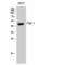 Paired Box 1 antibody, LS-C385365, Lifespan Biosciences, Western Blot image 