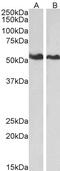 CAP-50 antibody, 45-007, ProSci, Enzyme Linked Immunosorbent Assay image 