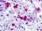 Gonadotropin Releasing Hormone Receptor antibody, LS-A209, Lifespan Biosciences, Immunohistochemistry frozen image 
