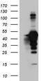 MAGE Family Member B4 antibody, TA809208, Origene, Western Blot image 