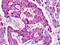 Leucine Rich Repeat Containing G Protein-Coupled Receptor 5 antibody, TA341355, Origene, Immunohistochemistry paraffin image 