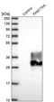 Family With Sequence Similarity 174 Member A antibody, PA5-54018, Invitrogen Antibodies, Western Blot image 