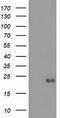 Elf1 antibody, TA501461, Origene, Western Blot image 