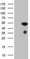 Nucleoporin 43 antibody, CF807559, Origene, Western Blot image 