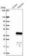 Family With Sequence Similarity 76 Member A antibody, NBP1-81103, Novus Biologicals, Western Blot image 