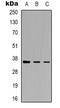 Y-Box Binding Protein 1 antibody, LS-C368798, Lifespan Biosciences, Western Blot image 