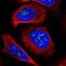 Dmx Like 1 antibody, NBP1-90998, Novus Biologicals, Immunofluorescence image 