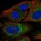 Coiled-Coil Domain Containing 184 antibody, HPA041715, Atlas Antibodies, Immunofluorescence image 