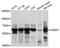 P2RX7 antibody, abx126308, Abbexa, Western Blot image 