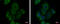EGF Containing Fibulin Extracellular Matrix Protein 1 antibody, GTX111656, GeneTex, Immunofluorescence image 