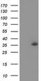 Nudix Hydrolase 6 antibody, CF502332, Origene, Western Blot image 