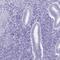 Ubiquilin 3 antibody, PA5-64000, Invitrogen Antibodies, Immunohistochemistry paraffin image 