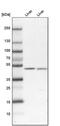 N-acylglucosamine 2-epimerase antibody, PA5-51387, Invitrogen Antibodies, Western Blot image 
