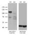 Lysyl oxidase homolog 2 antibody, TA807441S, Origene, Western Blot image 