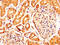 Relaxin Family Peptide Receptor 2 antibody, CSB-PA819908LA01HU, Cusabio, Immunohistochemistry frozen image 