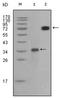 Ret Proto-Oncogene antibody, AM06194SU-N, Origene, Western Blot image 