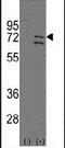 Poly(ADP-Ribose) Polymerase Family Member 6 antibody, PA5-13292, Invitrogen Antibodies, Western Blot image 