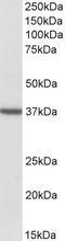 Mitochondrial import receptor subunit TOM40 homolog antibody, orb20470, Biorbyt, Western Blot image 